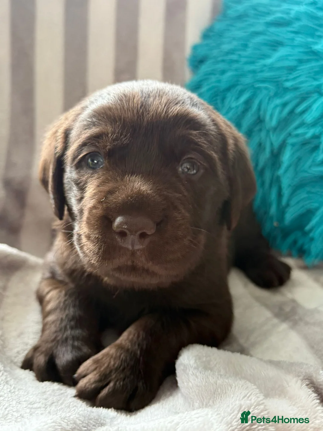 Labrador Retriever dogs for sale: Beautiful KC Chocolate Labrador Puppies - Advert 9