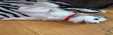 Siberian Husky 1