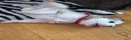 Siberian Husky dogs for sale: Siberian husky 3boys 2girls in London - Advert 3