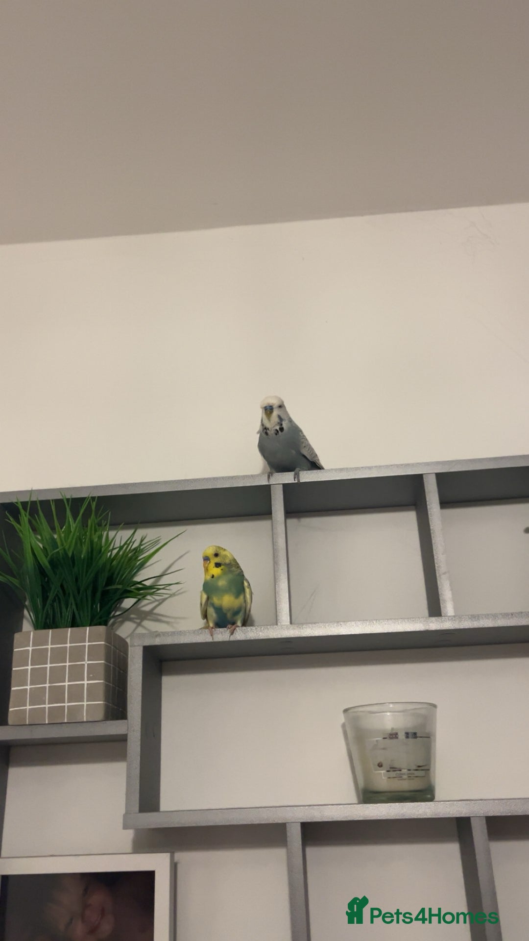 Budgerigars birds for sale: budgies  - Advert 2