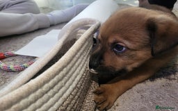 Mixed Breed dogs for sale: Beautiful Ridgeback Staffy x Rottweiler Puppies - Advert 25