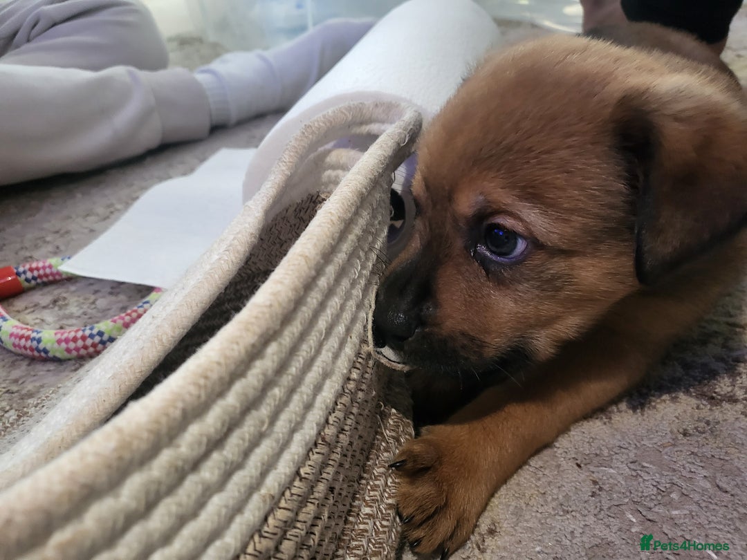 Mixed Breed dogs for sale: Beautiful Ridgeback Staffy x Rottweiler Puppies - Advert 25