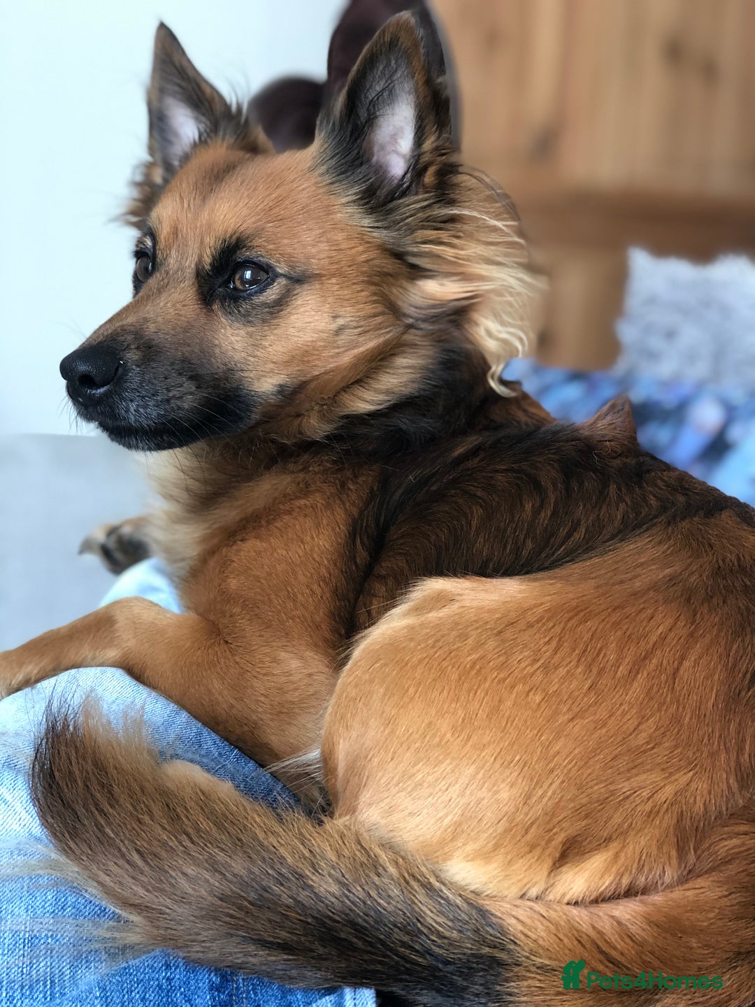 Mixed Breed dogs for sale: Diego- Gorgeous Jack Chi - Advert 3