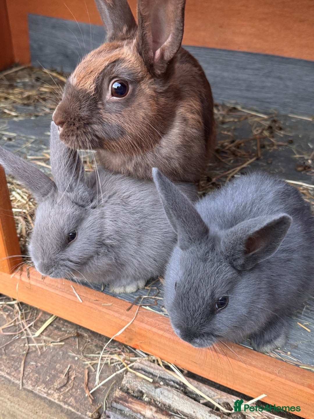 Mixed Breed rabbits for sale: mixed breed baby bunnies  - Image 8