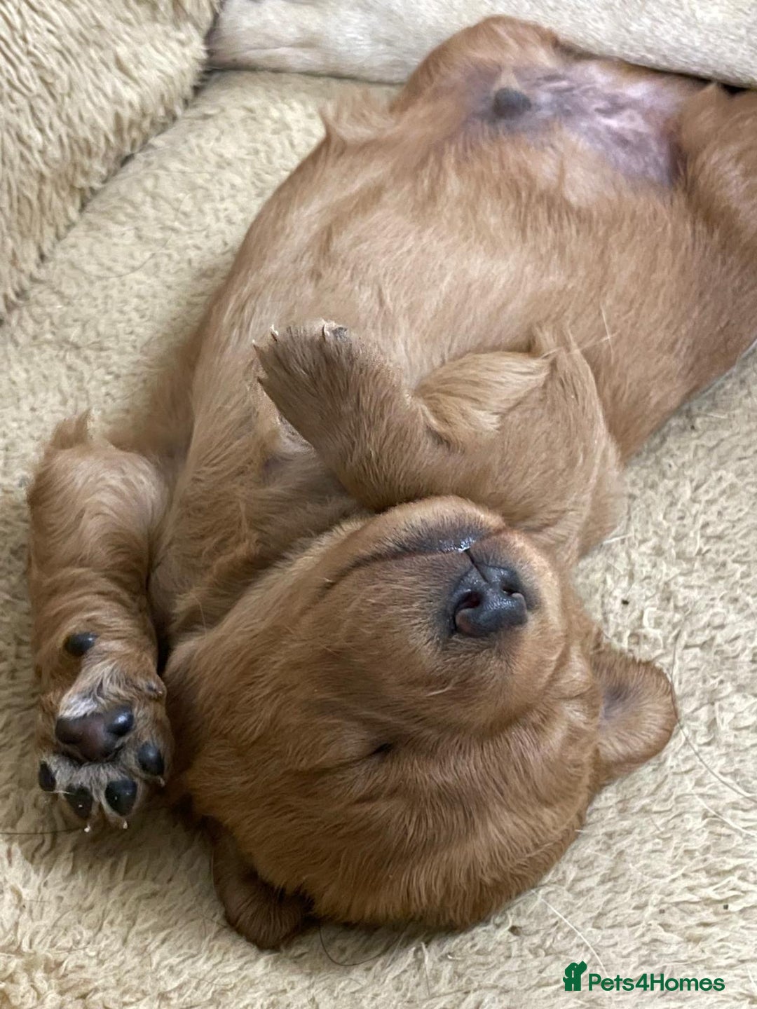 Labradoodle dogs for sale: 🐾 Beautiful F1 Labradoodle puppies for sale🐾 - Advert 2