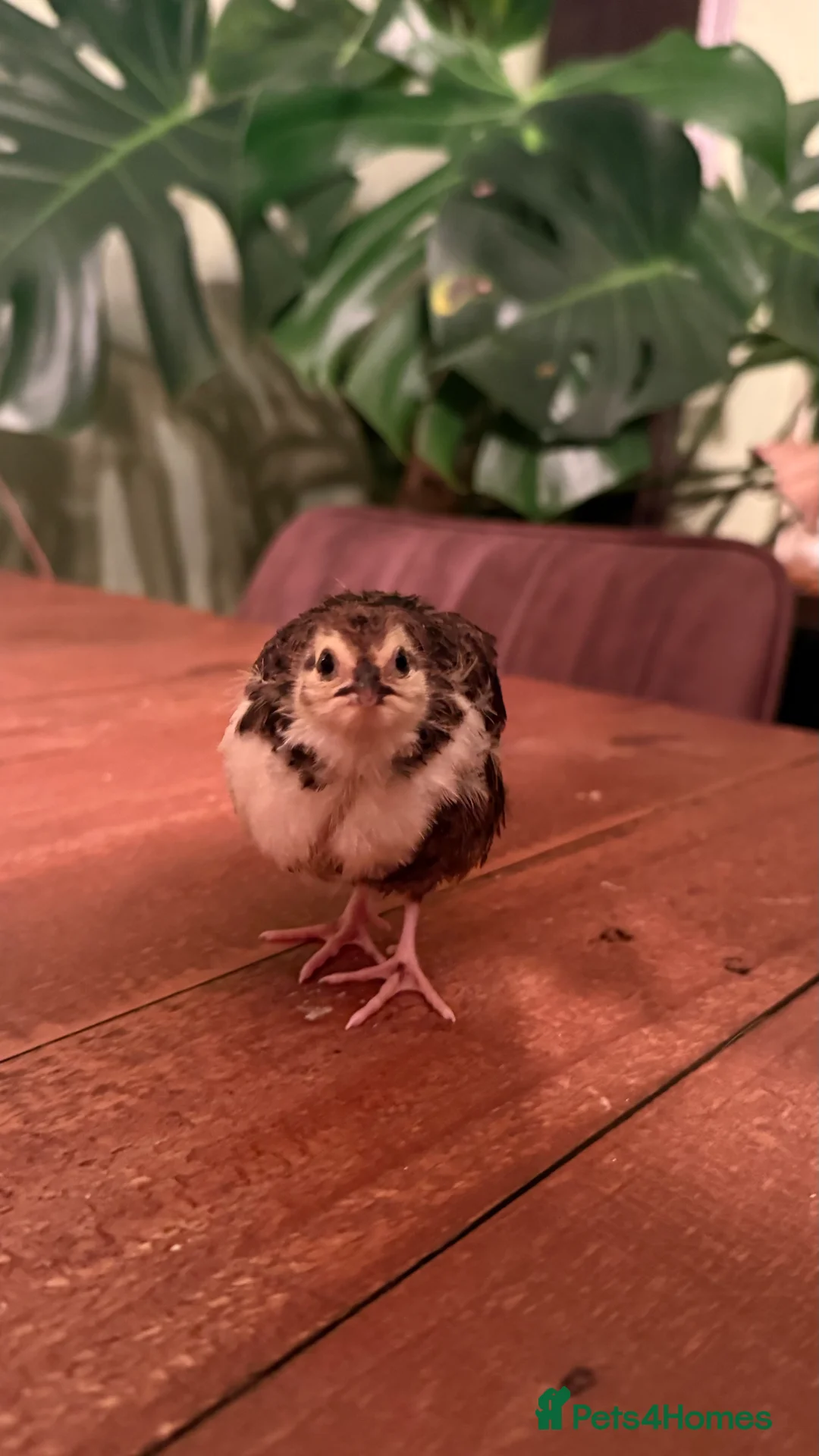 Quail poultry for sale: 🩵Celadon Coturnix quail chicks 💙 - Advert 5