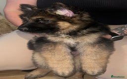 German Shepherd dogs for sale: 🌟READY🌟- KC registered Long Haired GSD pups♥️ - Image 16