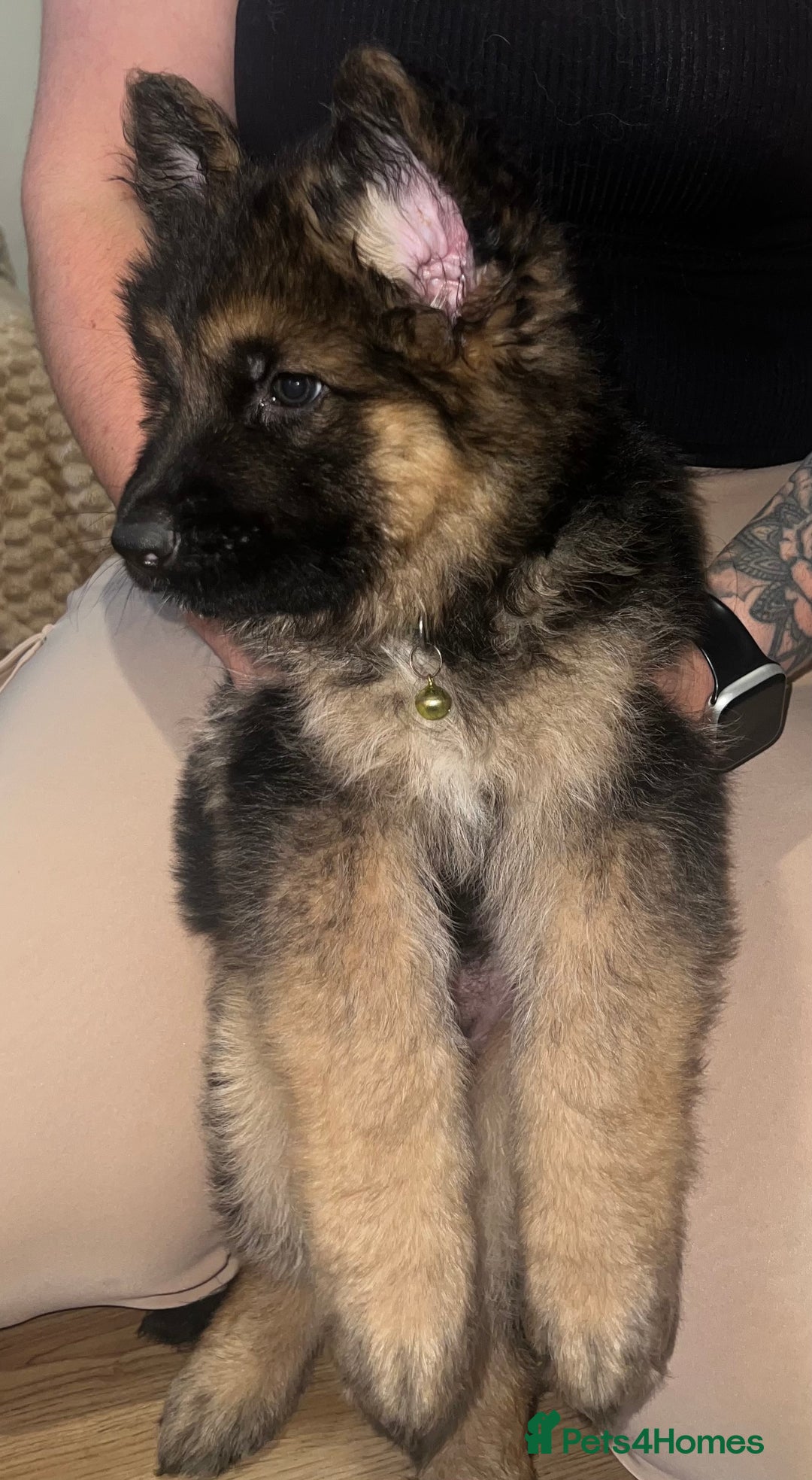German Shepherd dogs for sale: 🌟READY🌟- KC registered Long Haired GSD pups♥️ - Image 16