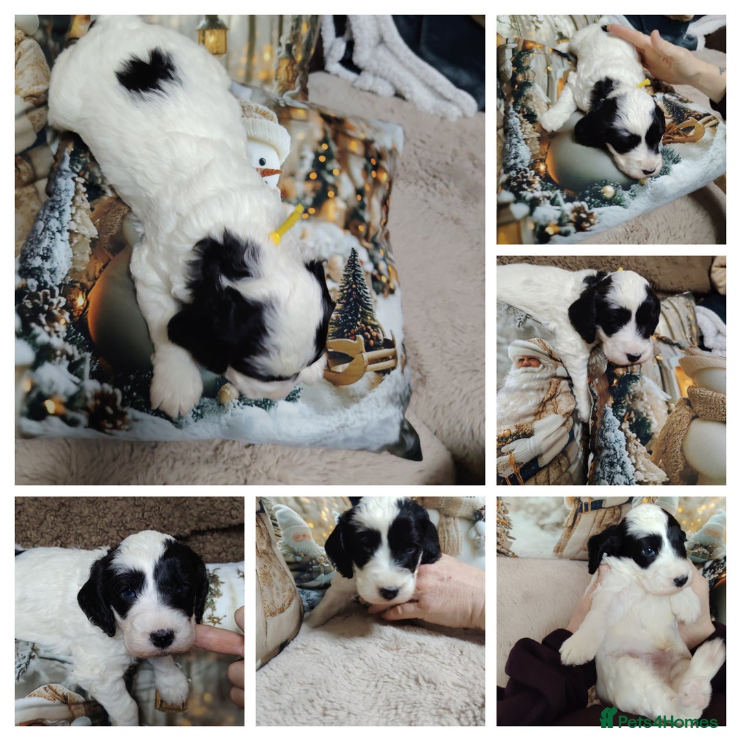 Cockapoo dogs for sale: Cockapoo puppies - Advert 5