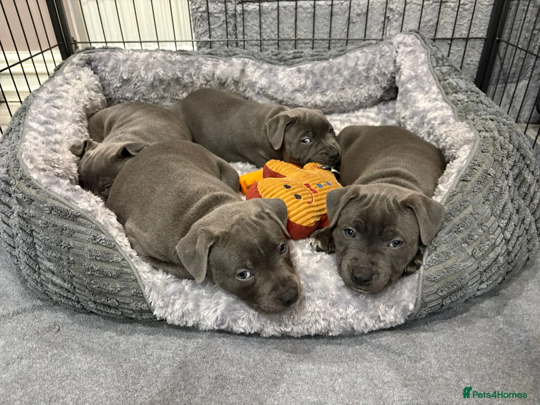 Staffordshire Bull Terrier dogs for stud: Exceptional Blue Staffordshire Stud Service -Milo in Brentford - Advert 9