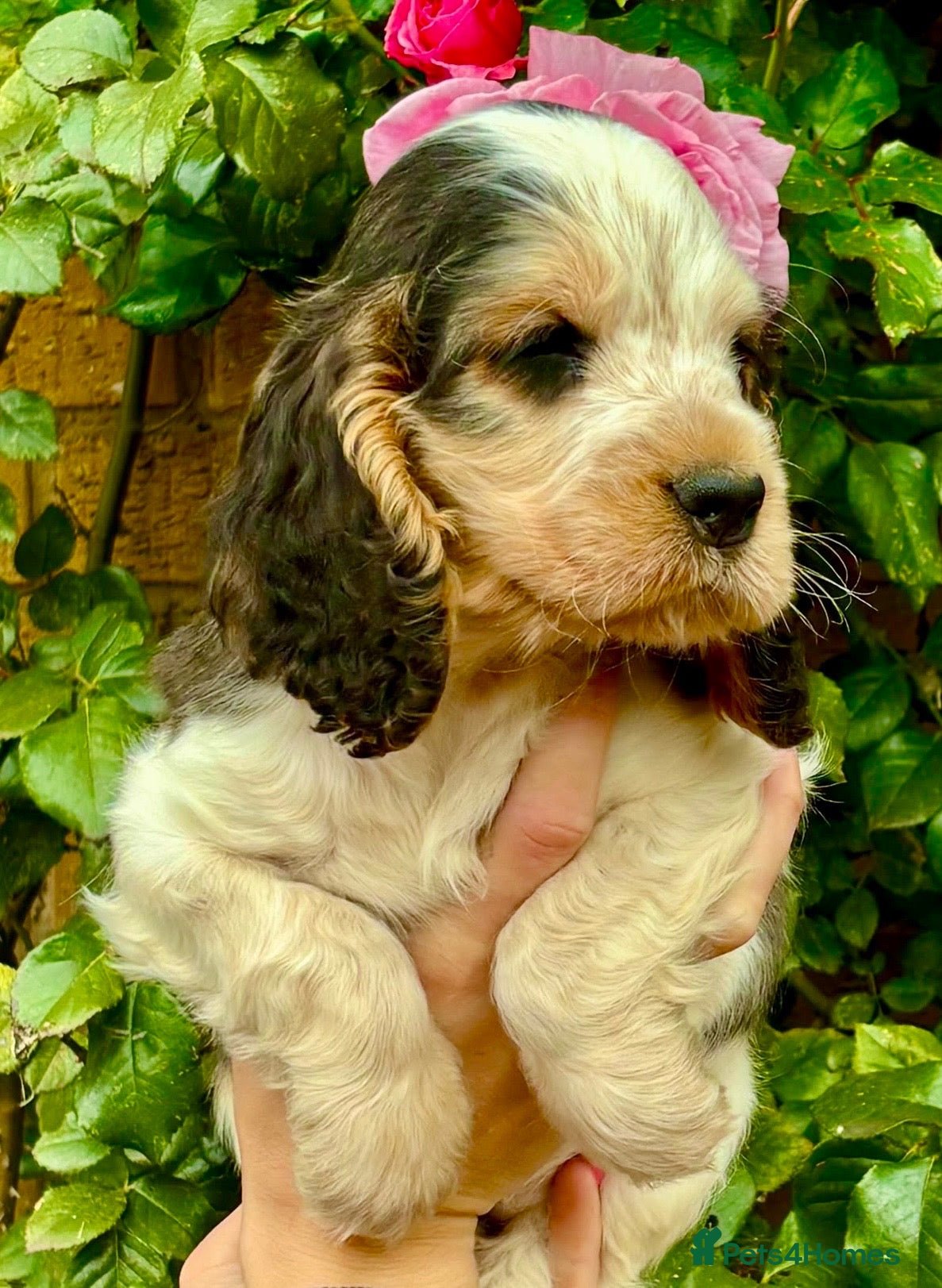 Cocker Spaniel dogs for sale: Champion Bloodlines Show Type Cocker Spaniels - Advert 1