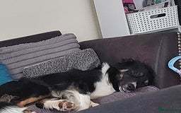 Border Collie dogs for sale: Beautiful border Collie bailey - Image 7