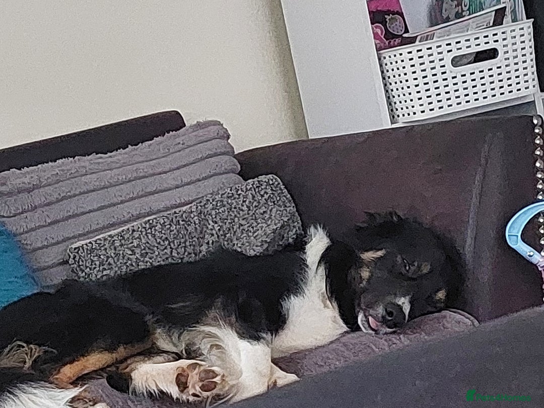 Border Collie dogs for sale: Beautiful border Collie bailey - Image 7