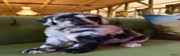 Sheepadoodle dogs for sale: Sheepadoodle Puppies Available  - Advert 32