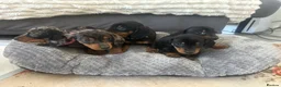 Miniature Dachshund dogs for sale: Miniature Daschund Pups for loving homes - Advert 1