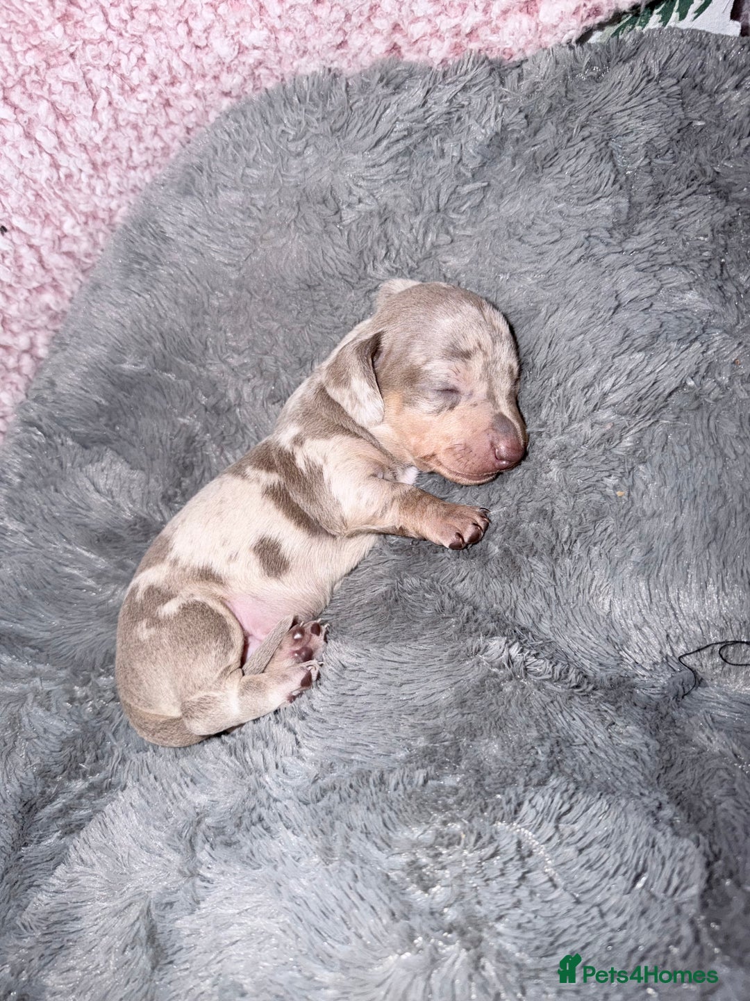 Miniature Dachshund dogs for sale: Stunning kc reg miniature dachshund puppies - Advert 25