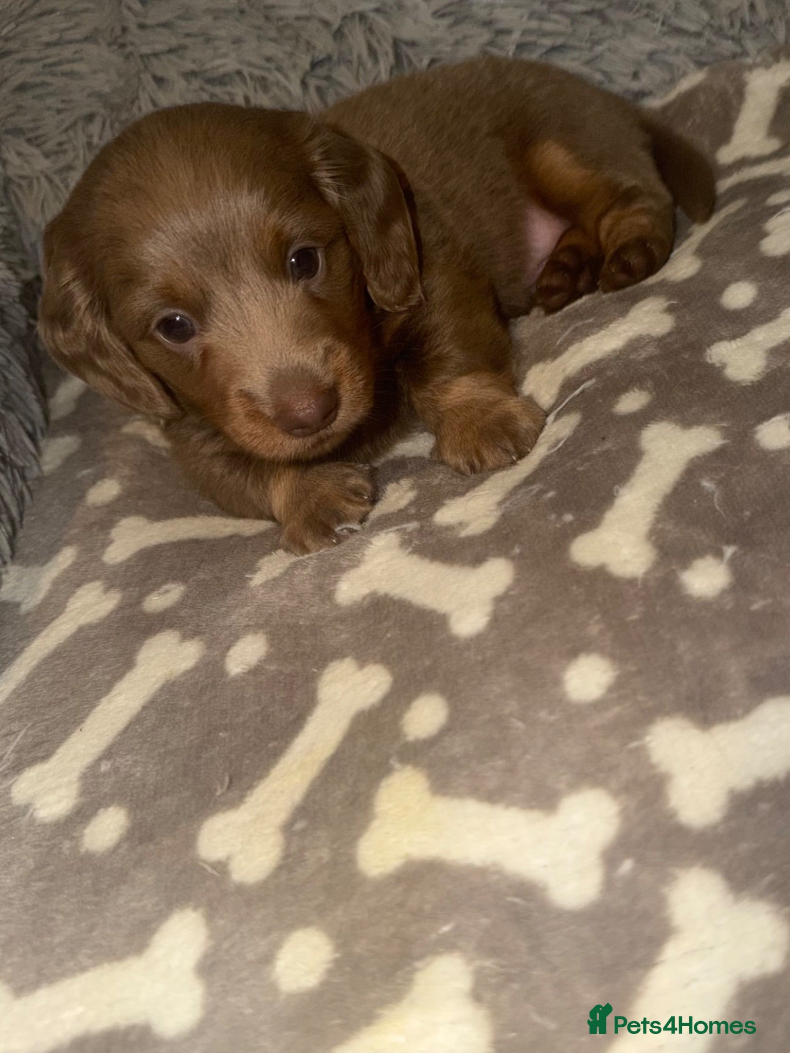 Miniature Dachshund dogs Long haired miniature dachshunds - last boy left!! - Advert 2
