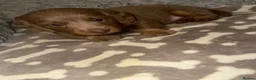 Miniature Dachshund dogs for sale: All pups sold ✨🤎 - Advert 9