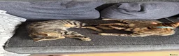 Bengal cats for sale: 2 Half Bengal Boys - Advert 1