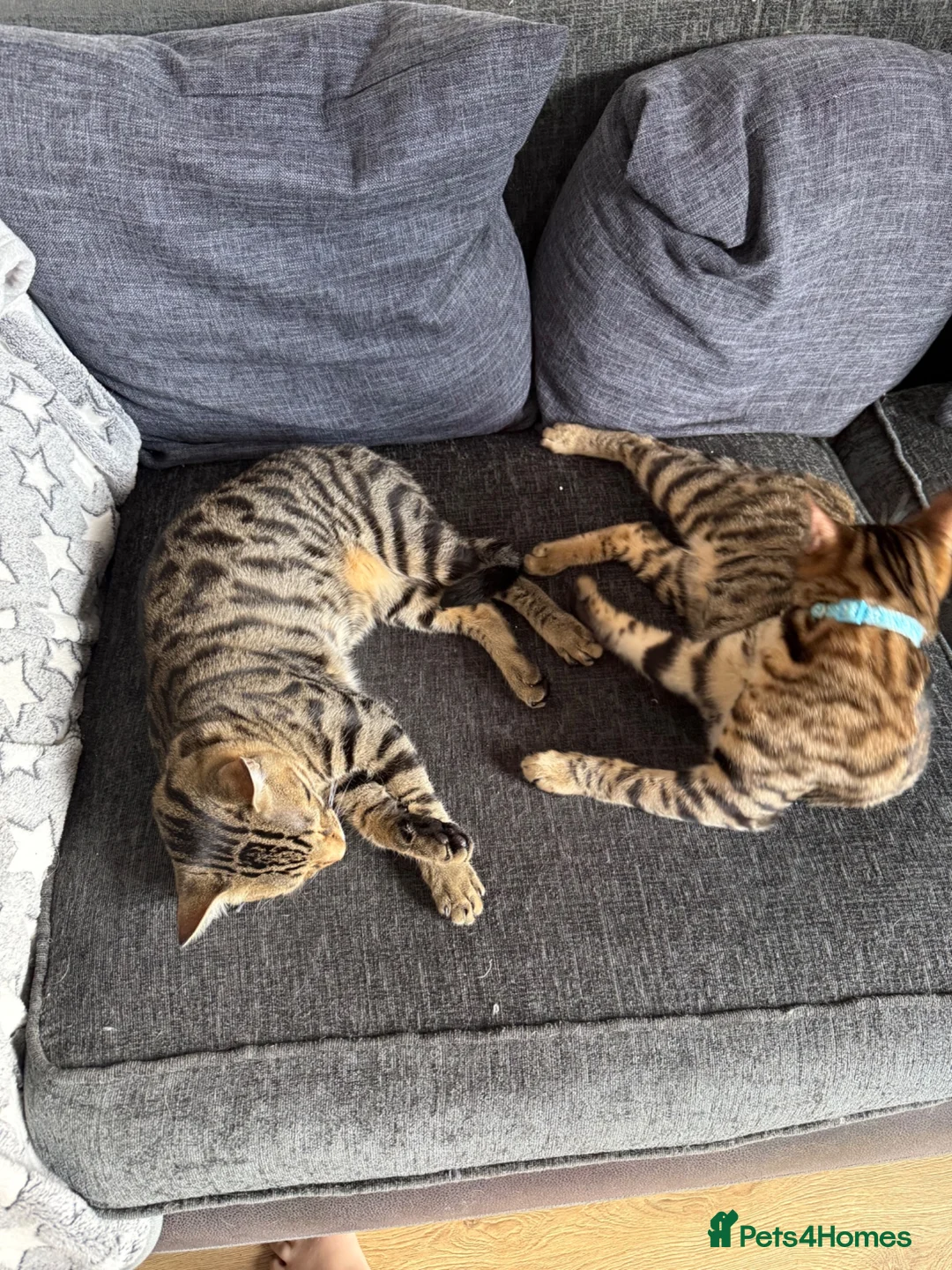 Bengal cats for sale: 2 Half Bengal Boys - Advert 1