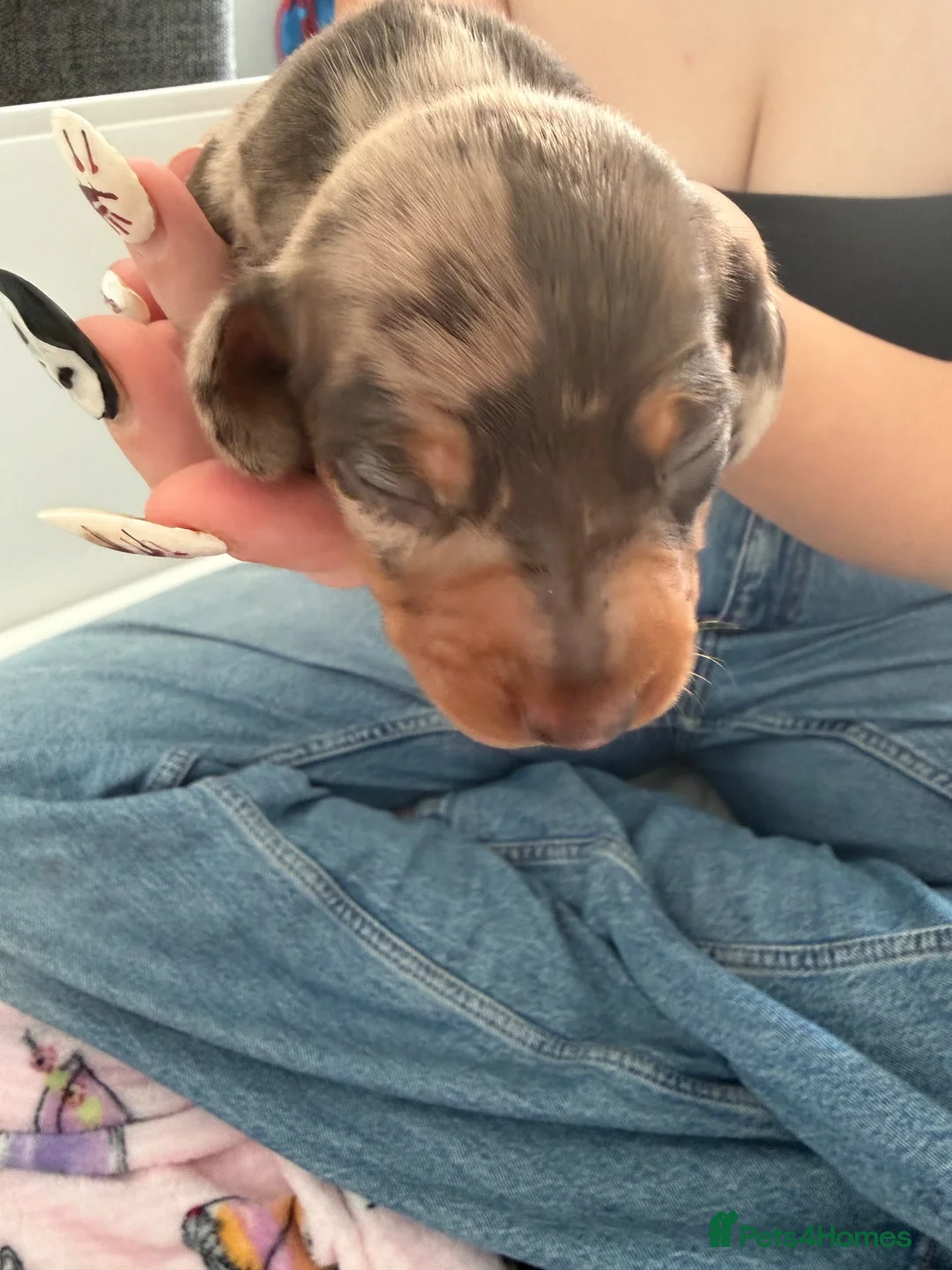 Miniature Dachshund dogs for sale: Beautiful litter of miniature dachshunds  in Sunderland - Advert 12