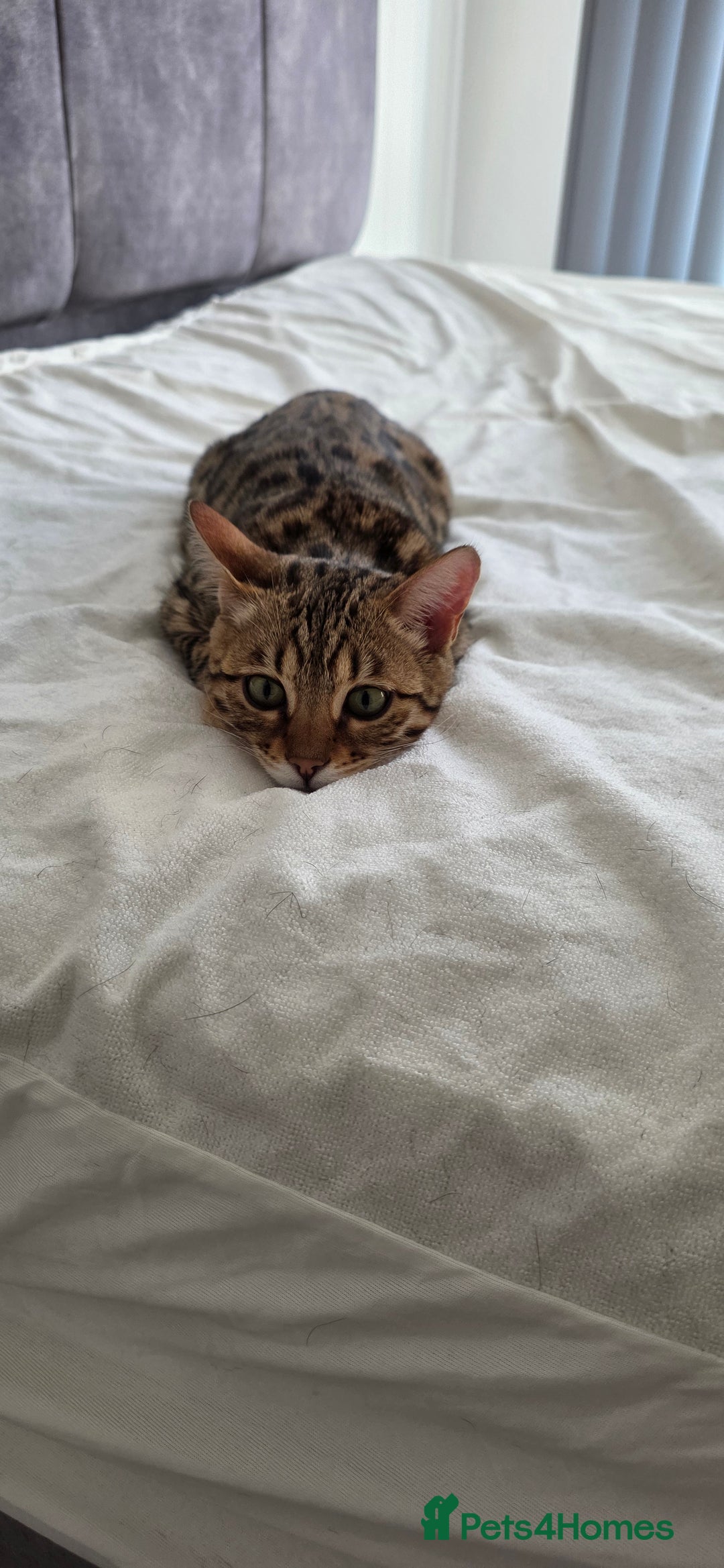 Bengal cats for sale: Bengal Kitten - 5 Month Female - Advert 5