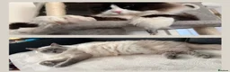 Ragdoll cats for sale: Beautiful Ragdoll type kittens HCM and PKD clear - Advert 10