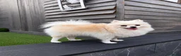 Pomeranian dogs for sale: Beautiful Female Pomeranian Looking for Home  - Advert 5