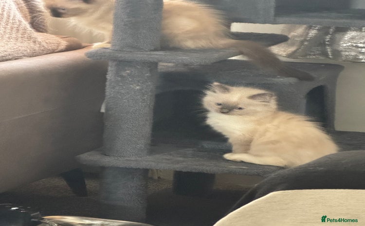 Ragdoll cats - Advert 10