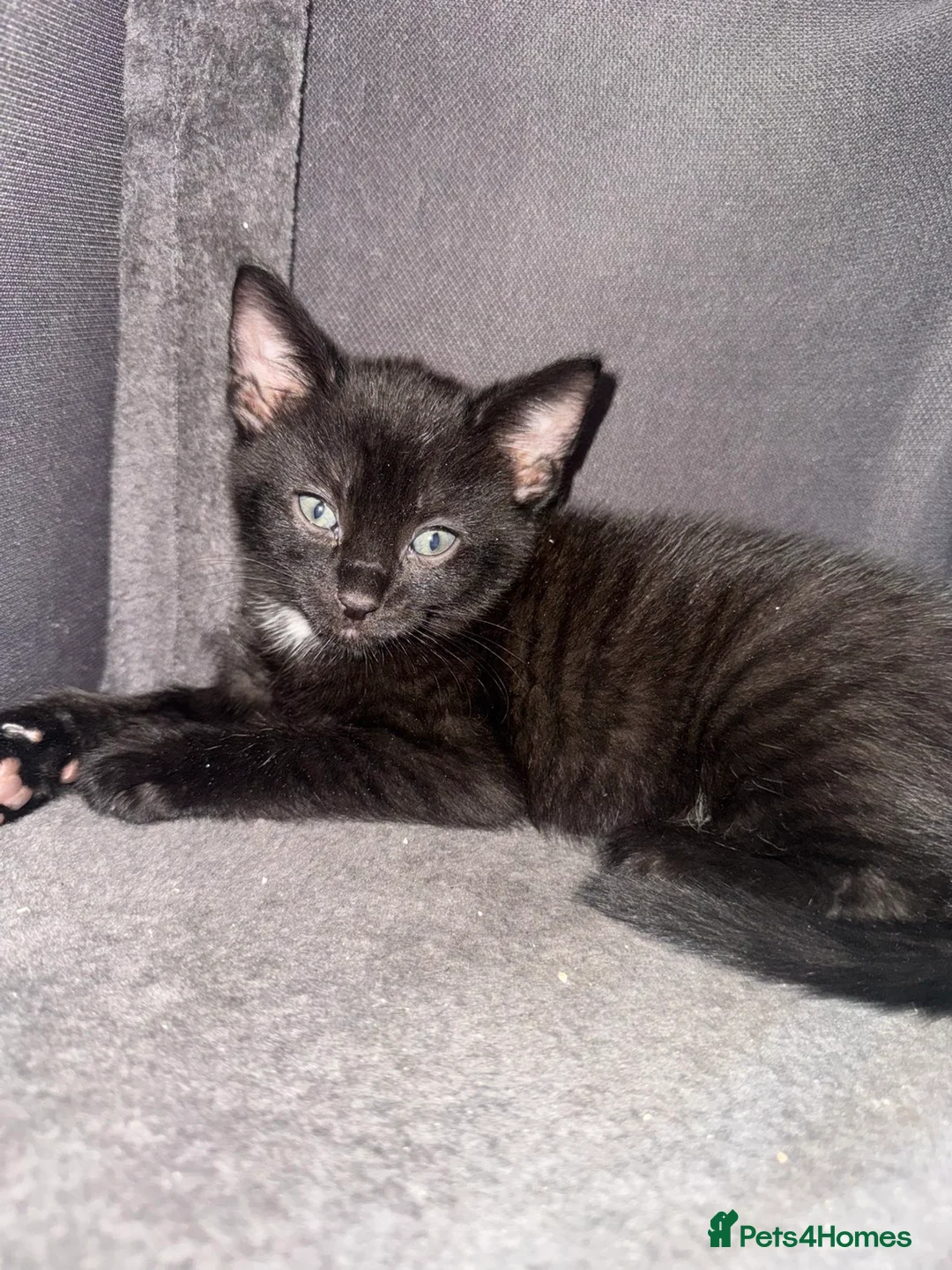 Mixed Breed cats for sale:     🐾 Gorgeous Mix Kittens – 2 Girls & 1 Boy in Rotherham - Advert 2