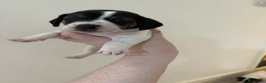Jackshund Puppy 4