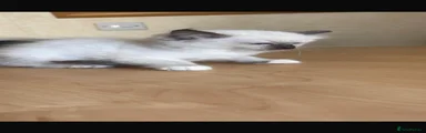 Ragdoll 5