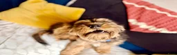 Cockapoo dogs for sale: Minature Cockapoo Zabka for Rehoming in Nottingham - Advert 5