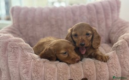 Dachshund dogs for sale: Beautiful miniature long hair dachshund - Image 10