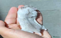 Hamster rodents for sale: STUNNING TAME PEDIGREE CHINESE HAMSTER PUPS in Orpington - Image 4