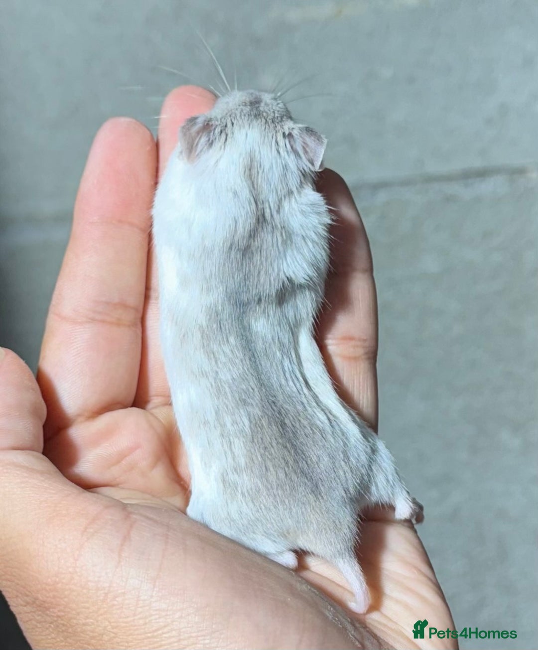 Hamster rodents for sale: STUNNING TAME PEDIGREE CHINESE HAMSTER PUPS in Orpington - Image 4