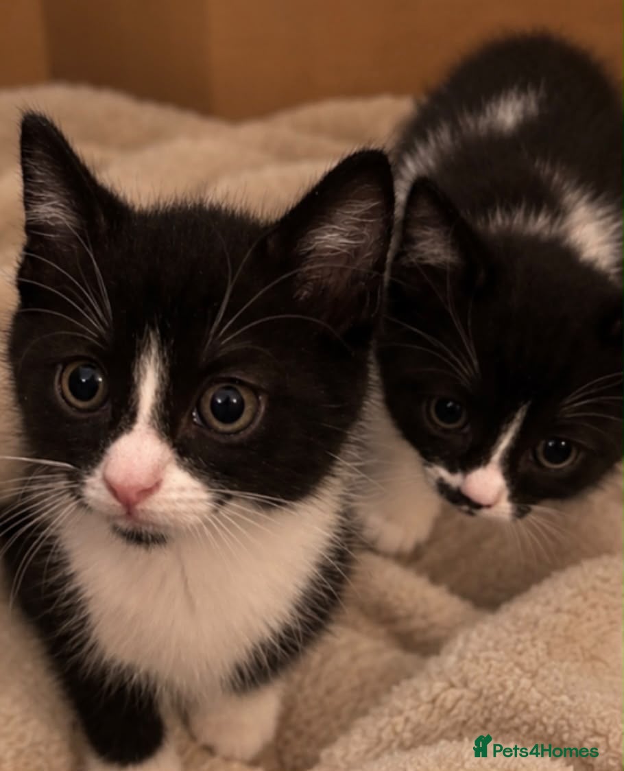 Mixed Breed cats Lovely friendly kittens for sale  - Advert 1