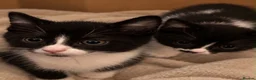 Mixed Breed cats for sale: Lovely friendly kittens for sale  - Advert 1