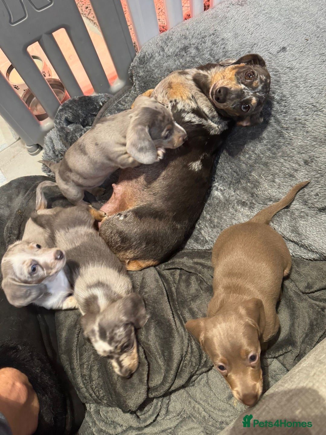 Miniature Dachshund dogs for sale: Miniature dachshunds - Advert 27