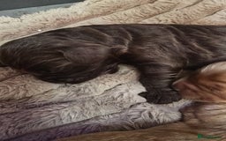 Cockapoo dogs for sale: Champion Line 🏆 F1 Miniature Cockapoo Puppies  - Image 10
