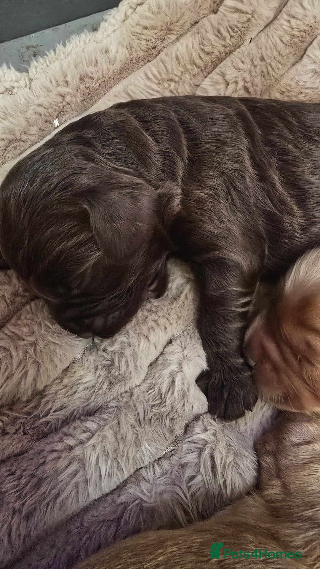 Cockapoo dogs for sale: Champion Line 🏆 F1 Miniature Cockapoo Puppies  - Image 10