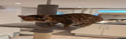 Bengal cats for sale: Retired Male Bengal Seeking Forever Home - Advert 9