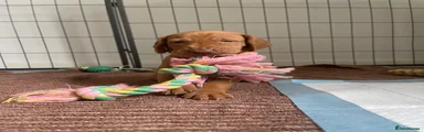 Hungarian Vizsla Blue