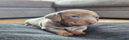 Miniature Dachshund dogs for sale: 2 beautiful miniature dachshund pups - Advert 1
