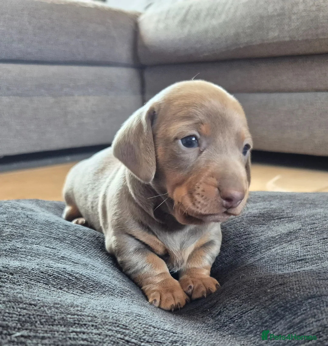 Miniature Dachshund dogs for sale: 2 beautiful miniature dachshund pups - Advert 1