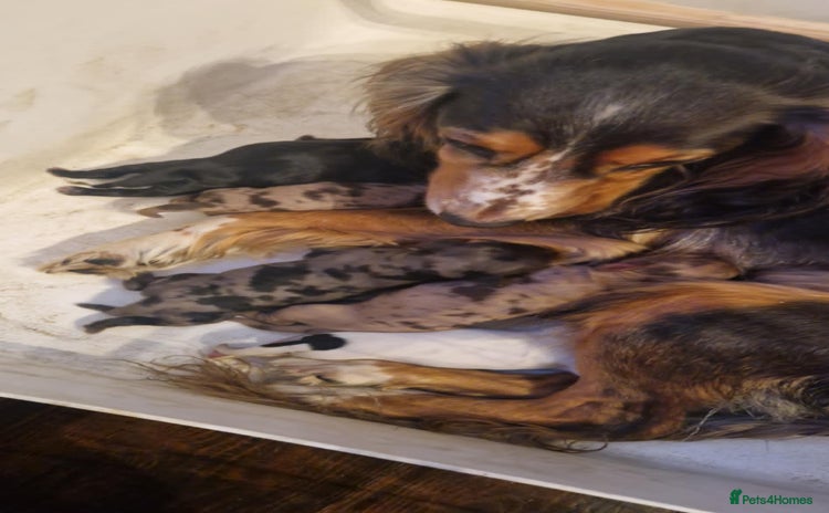 Cocker Spaniel dogs - Advert 5