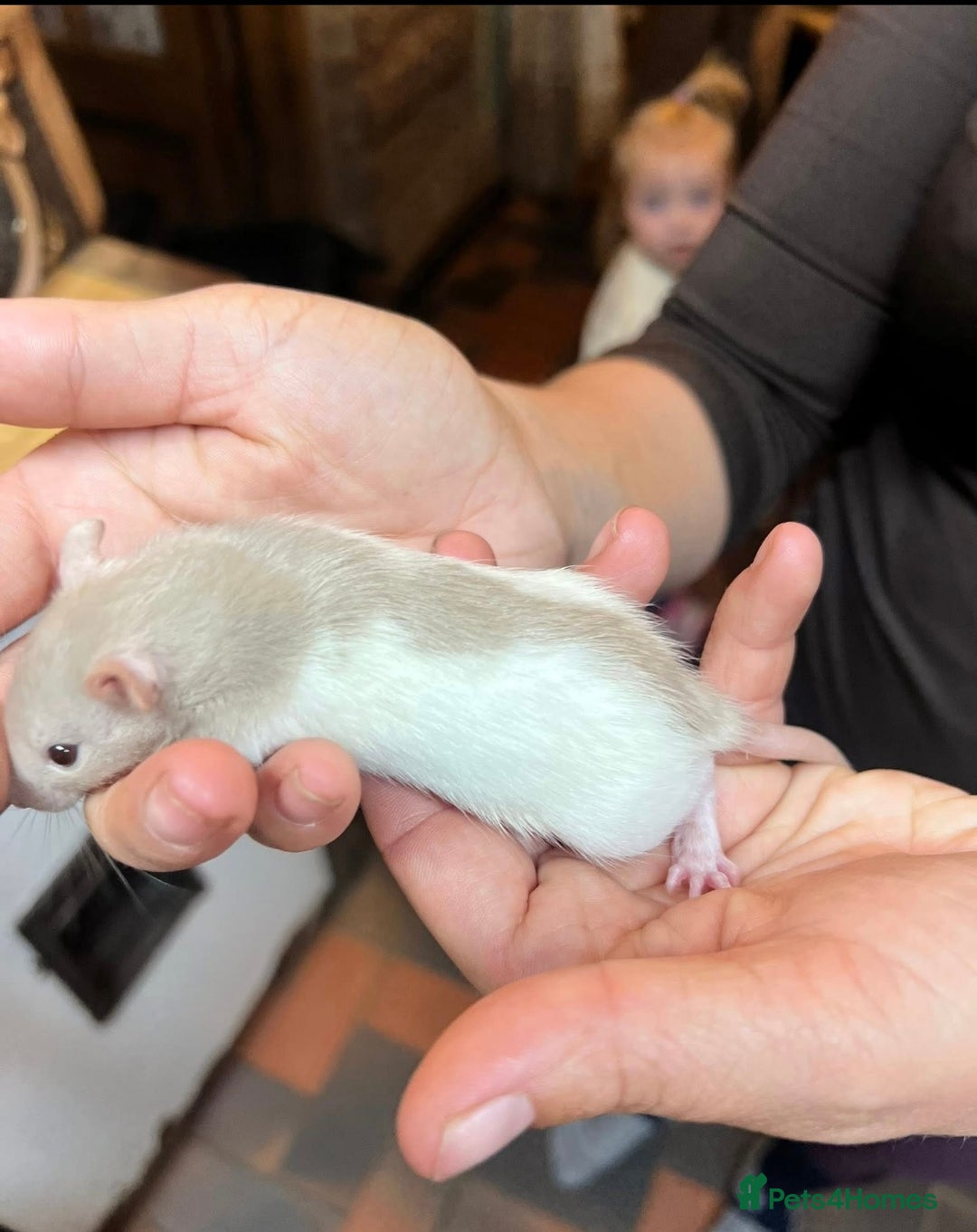 Rat rodents for sale: Dumbo x fancy rats  - Image 7