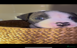Mixed Breed dogs for sale: Absolutely beautiful litter of 11 pups  - Image 3