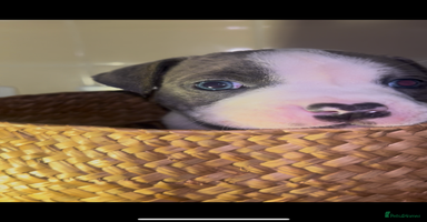 Mixed Breed dogs - Advert 15