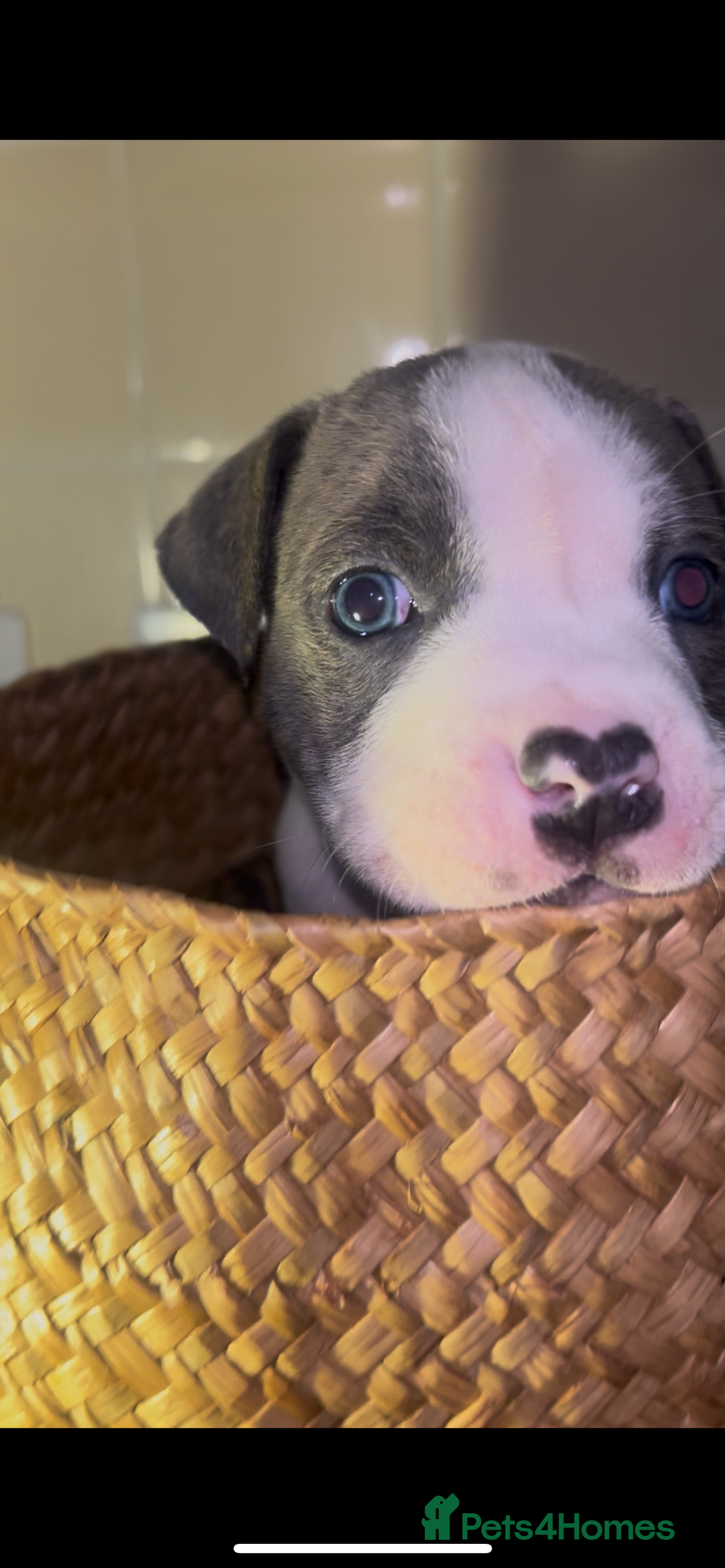 Mixed Breed dogs for sale: Absolutely beautiful litter of 11 pups  - Image 3